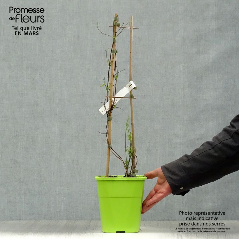 Exemplaar van Clematis Taiga - Grootbloemige clematis Pot van 3 l/4 l zoals geleverd in de lente