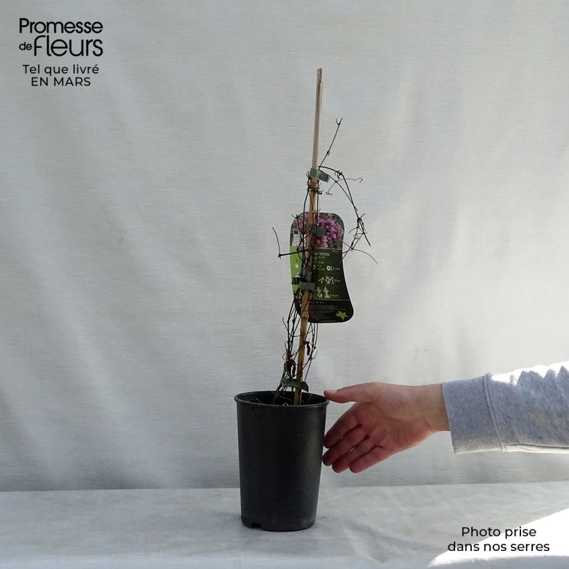 Exemplaar van Clematis patens Temptation - Bosrank Pot van 2 l/3 l zoals geleverd in de lente