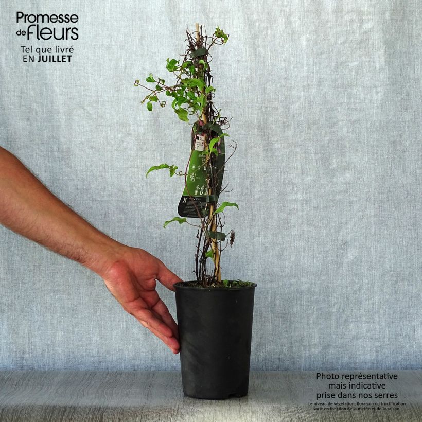Exemplaar van Clematis patens Temptation - Bosrank Pot van 2 l/3 l zoals geleverd in de zomer