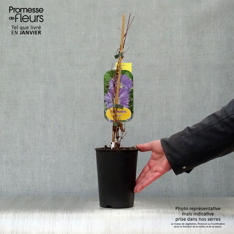 Example of Clématite - Clematis Teshio Pot van 2 l/3 l as you get in hiver