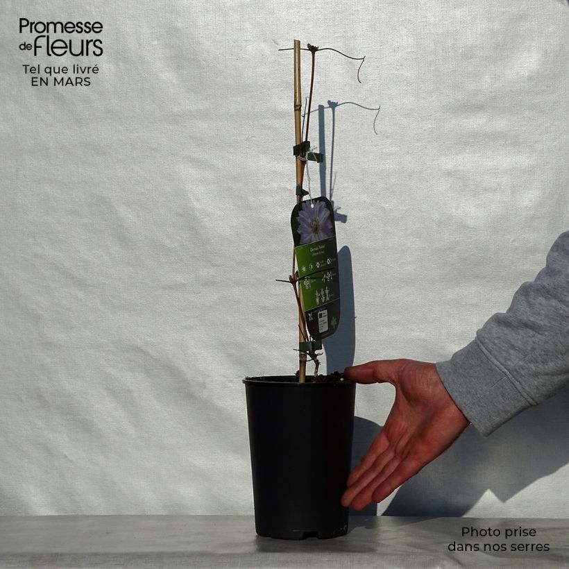 Exemplaar van Clematis patens Teshio - Bosrank Pot van 2 l/3 l zoals geleverd in de lente