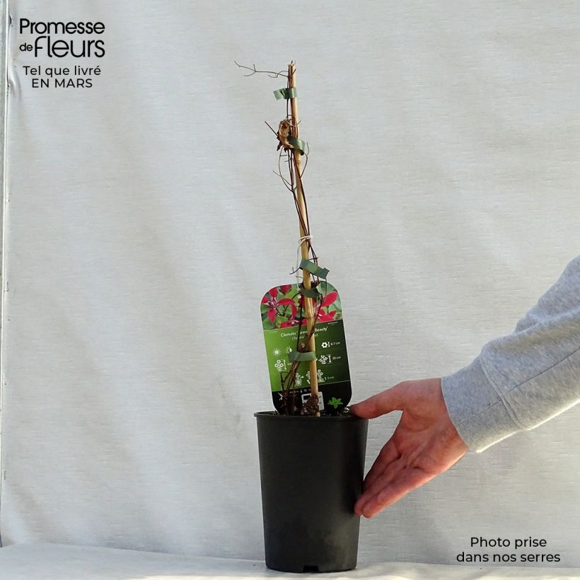 Exemplaar van Clematis texensis Gravetye Beauty - Bosrank Pot van 2 l/3 l zoals geleverd in de lente