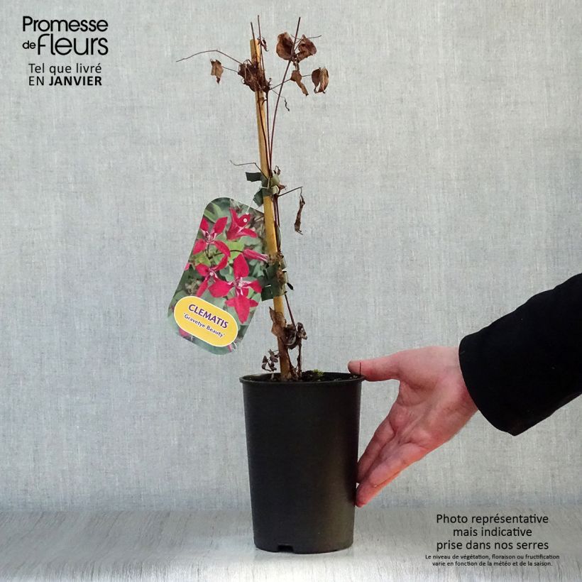 Example of Clematis texensis Gravetye Beauty - Bosrank Pot van 2 l/3 l as you get in hiver