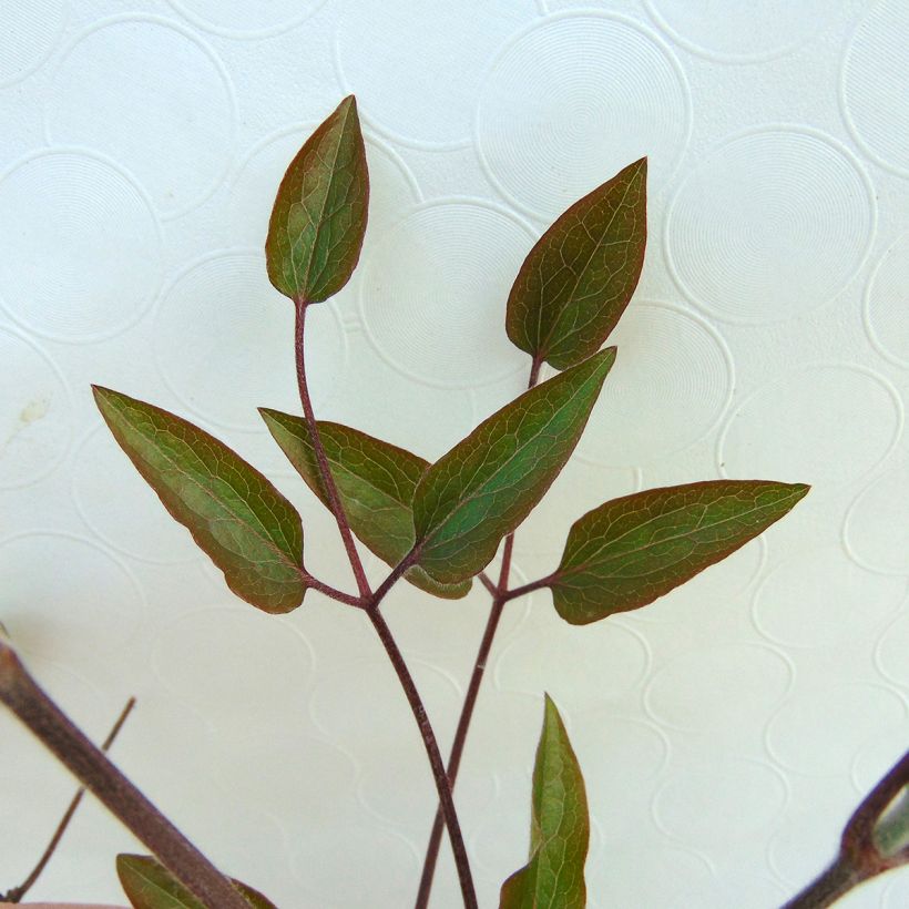 Clematis The President - Bosrank (Foliage)