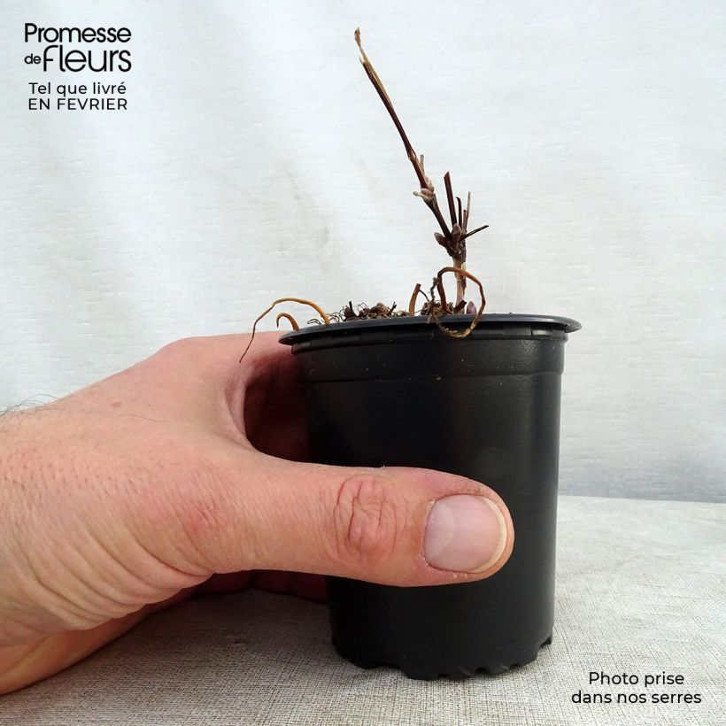 Example of Clematis The President - Bosrank Kweekpotje van 8/9 cm as you get in hiver