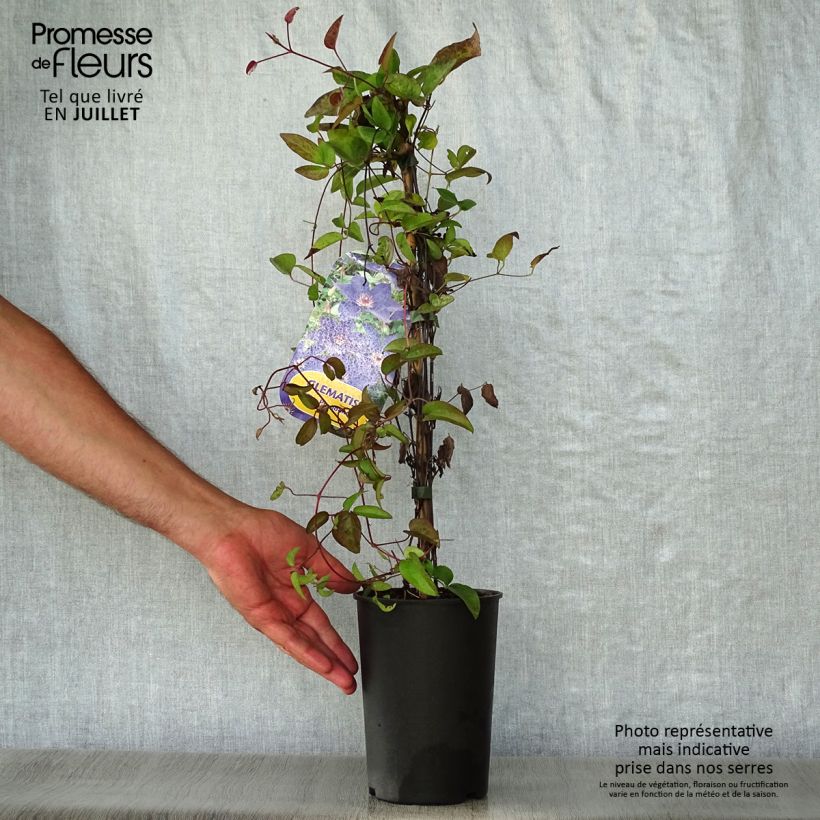Exemplaar van Clematis The President - Bosrank Pot van 2 l/3 l zoals geleverd in de zomer
