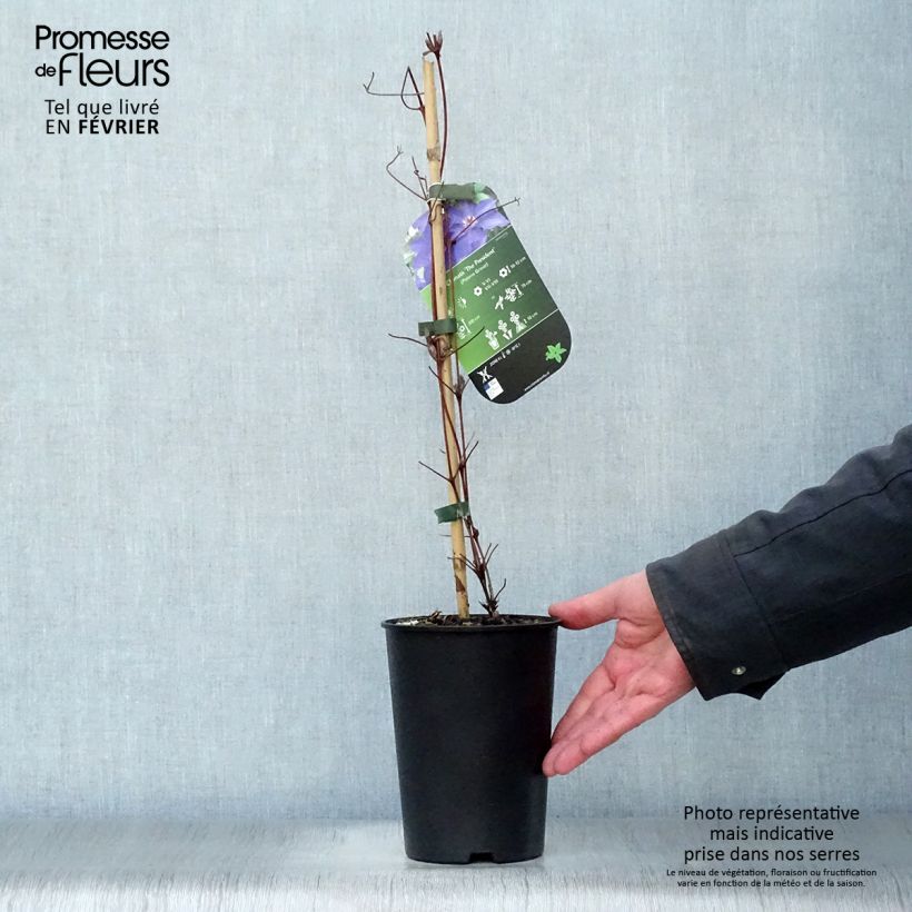 Example of Clematis The President - Bosrank Pot van 2 l/3 l as you get in hiver