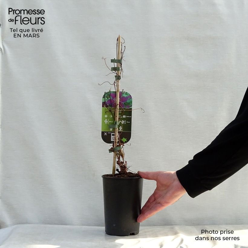 Exemplaar van Clematis patens The Vagabond - Bosrank Pot van 2 l/3 l zoals geleverd in de lente