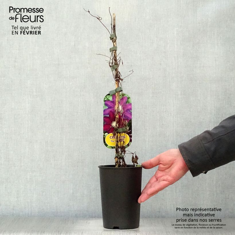 Example of Clématite - Clematis The Vagabond Pot van 2 l/3 l as you get in hiver