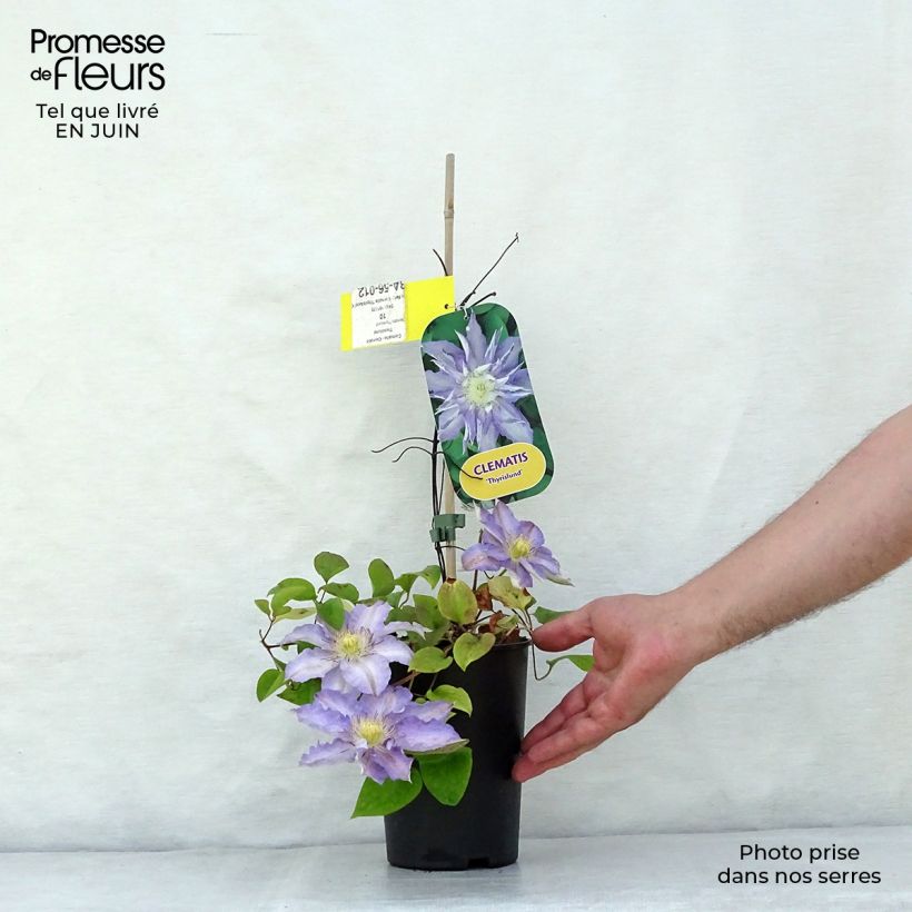 Exemplaar van Clematis Thyrislund - Grootbloemige clematis Pot van 1,5 l/2 l zoals geleverd in de zomer