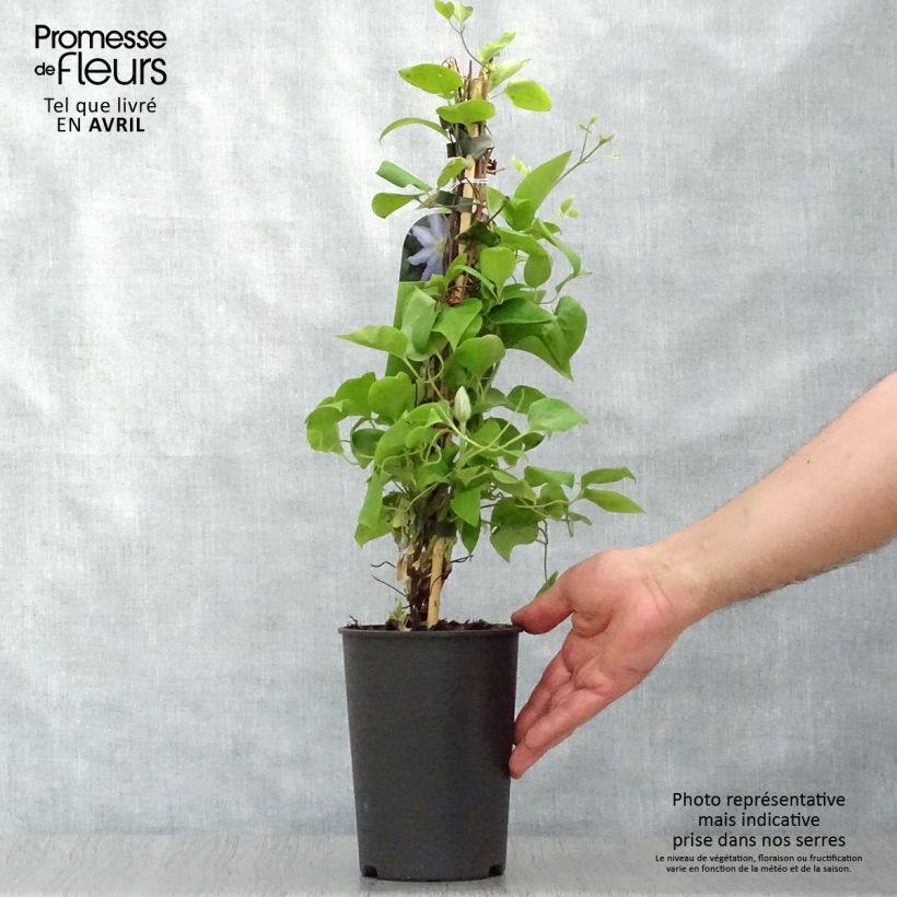 Exemplaar van Clematis Thyrislund - Grootbloemige clematis Pot van 1,5 l/2 l zoals geleverd in de lente