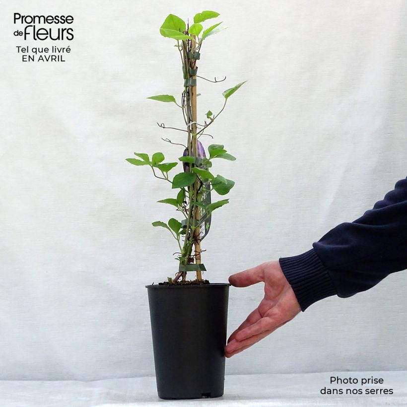 Exemplaar van Clematis jackmanii Tie Dye - Bosrank Pot van 2 l/3 l zoals geleverd in de lente