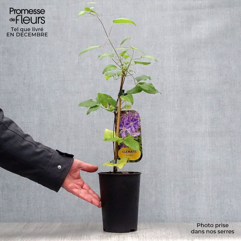 Example of Clématite - Clematis Tie Dye Pot van 2 l/3 l as you get in hiver