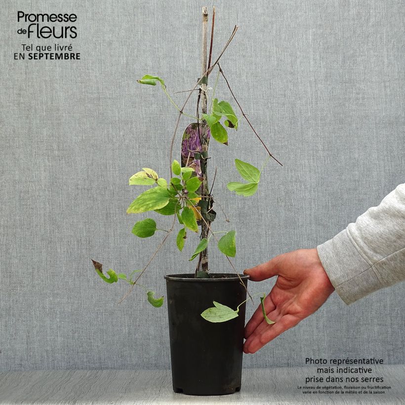 Exemplaar van Clematis jackmanii Tie Dye - Bosrank Pot van 2 l/3 l zoals geleverd in de herfst