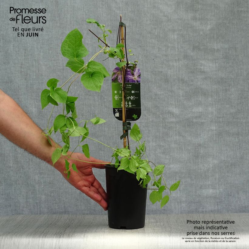 Exemplaar van Clematis jackmanii Tie Dye - Bosrank Pot van 2 l/3 l zoals geleverd in de zomer