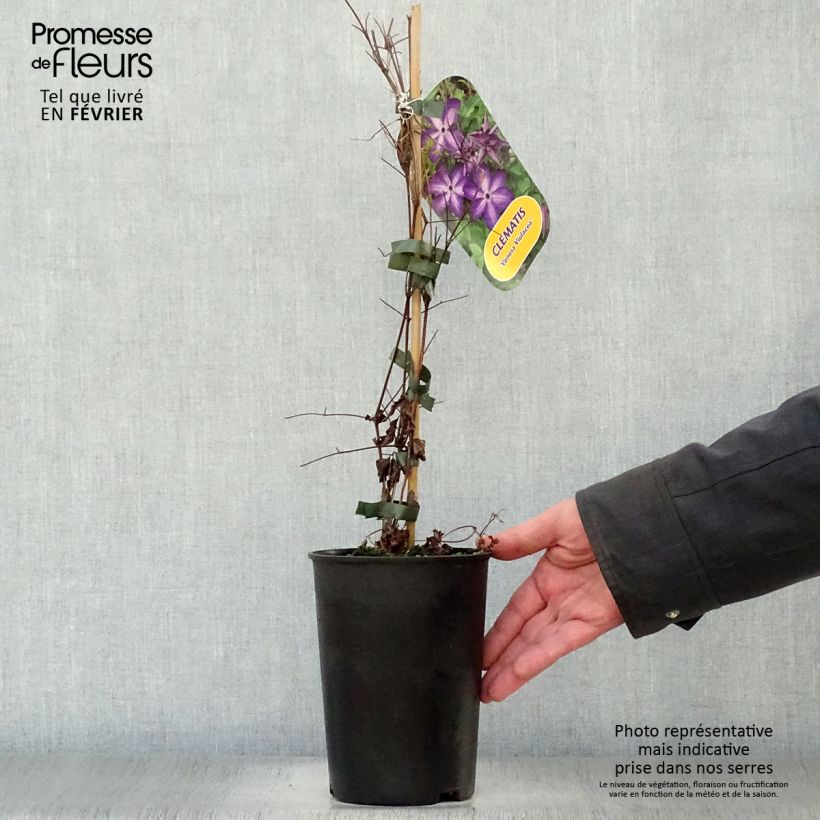 Example of Clématite - Clematis Venosa Violacea Pot van 2 l/3 l as you get in hiver
