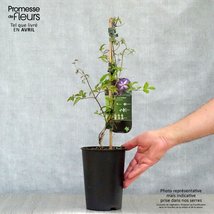 Exemplaar van Clematis florida Venosa - Bosrank Pot van 2 l/3 l zoals geleverd in de lente