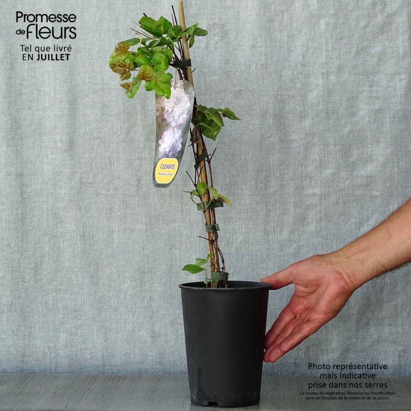 Exemplaar van Clematis patens Veronica's Choice - Bosrank Pot van 2 l/3 l zoals geleverd in de zomer
