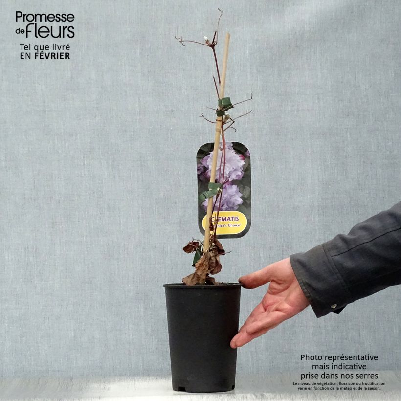 Example of Clématite - Clematis Veronica's Choice Pot van 2 l/3 l as you get in hiver