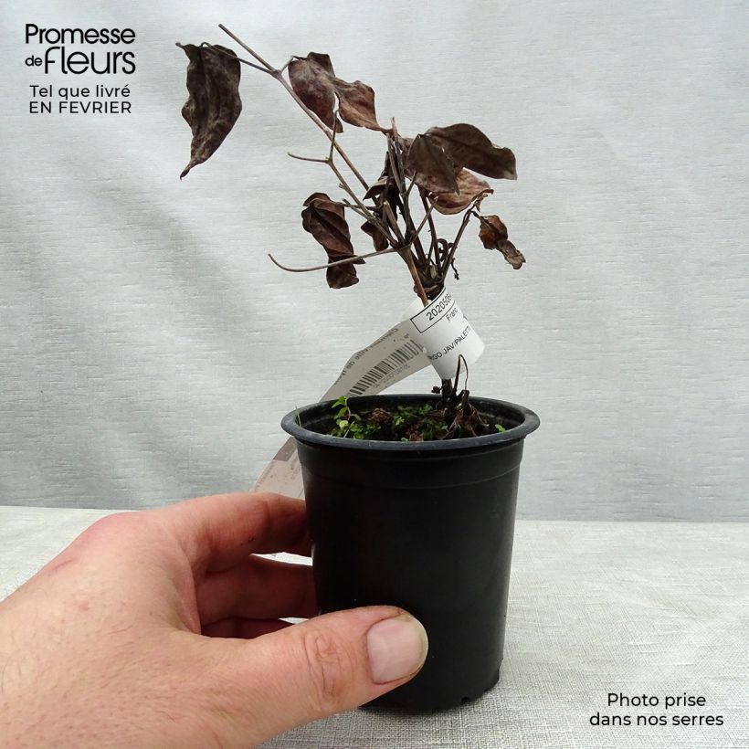 Example of Clematis Ville de Lyon - Clématite Kweekpotje van 8/9 cm as you get in hiver