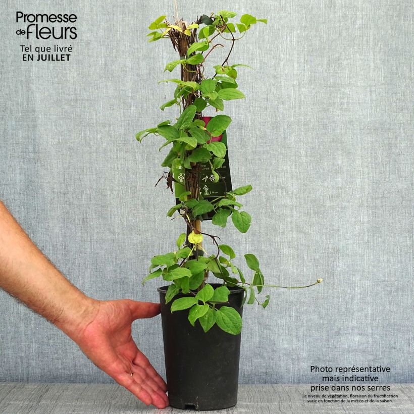Exemplaar van Clematis Ville de Lyon - Clématite Pot van 1,5 l/2 l zoals geleverd in de zomer