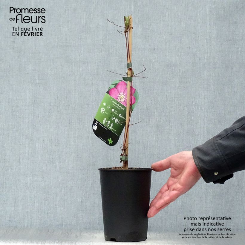 Example of Clematis Ville de Lyon - Clématite Pot van 1,5 l/2 l as you get in hiver