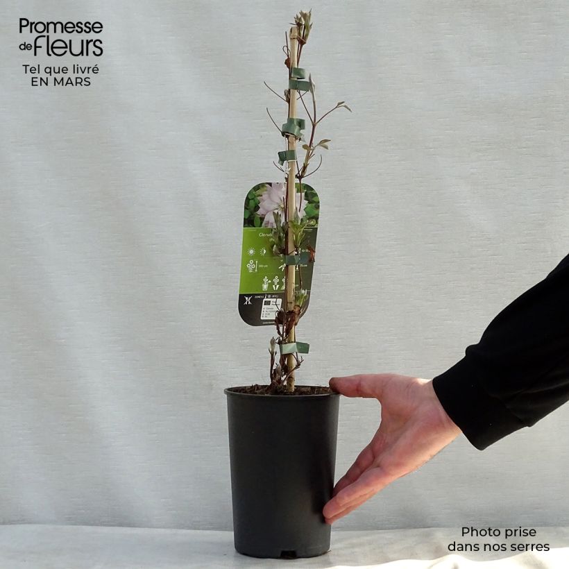 Exemplaar van Clematis patens Violet Elisabeth - Bosrank Pot van 2 l/3 l zoals geleverd in de lente