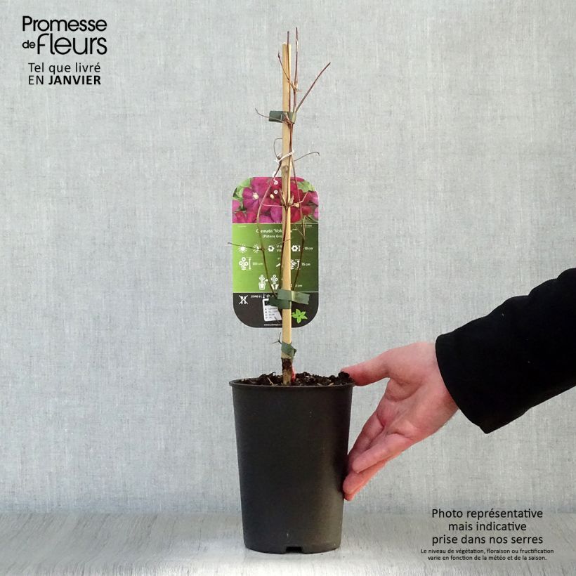 Example of Clématite - Clematis Voluceau Pot van 2 l/3 l as you get in hiver