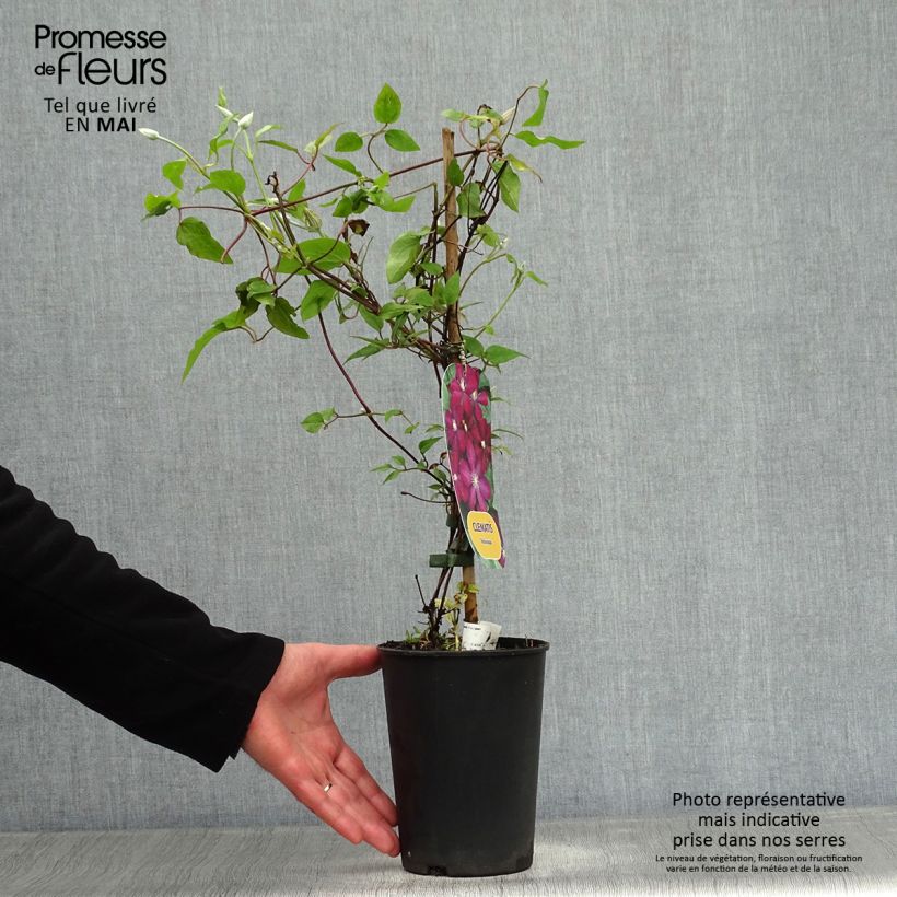 Exemplaar van Clematis Voluceau - Italiaanse clematis Pot van 2 l/3 l zoals geleverd in de lente