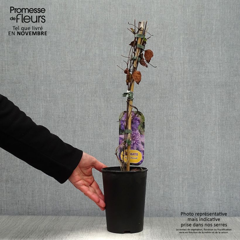 Exemplaar van Clematis patens Vyvyan Pennell - Bosrank Pot van 2 l/3 l zoals geleverd in de herfst