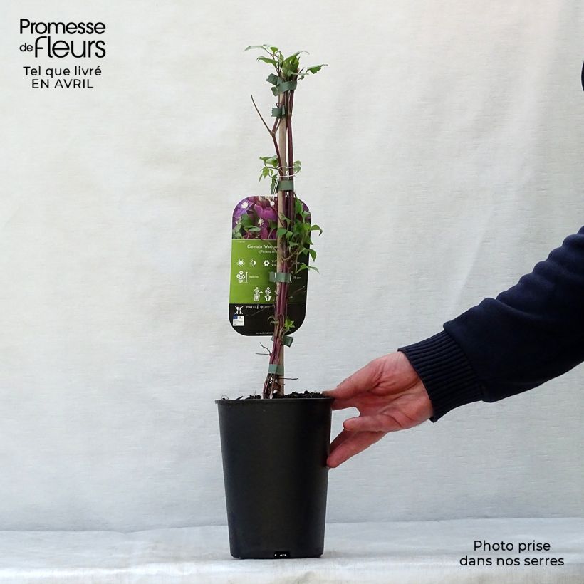 Exemplaar van Clematis Warszawska Nike - Bosrank Pot van 2 l/3 l zoals geleverd in de lente