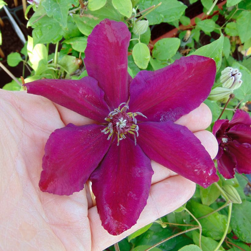 Clematis Westerplatte - Grootbloemige bosrank (Flowering)