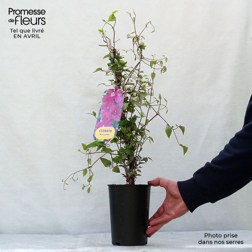 Exemplaar van Clematis Westerplatte - Grootbloemige bosrank Pot van 2 l/3 l zoals geleverd in de lente