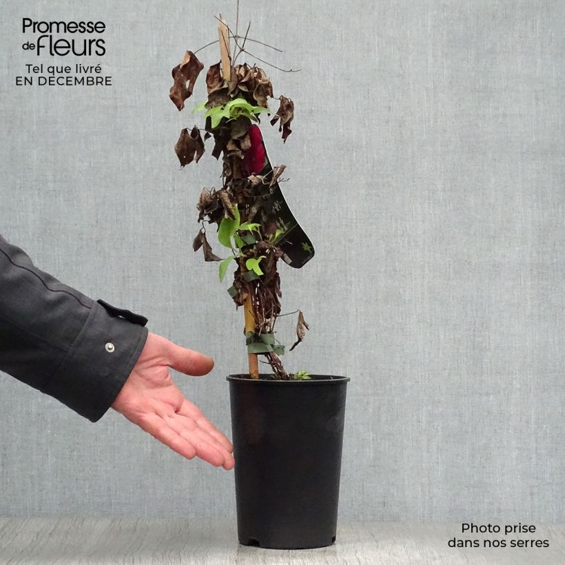 Example of Clématite - Clematis Westerplatte Pot van 2 l/3 l as you get in hiver