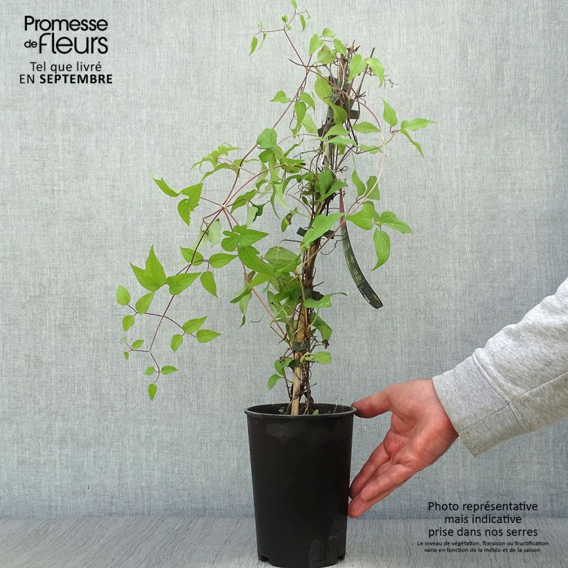 Exemplaar van Clematis Westerplatte - Grootbloemige bosrank Pot van 2 l/3 l zoals geleverd in de herfst