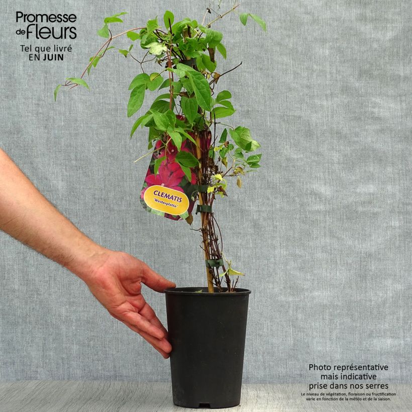 Exemplaar van Clematis Westerplatte - Grootbloemige bosrank Pot van 2 l/3 l zoals geleverd in de zomer