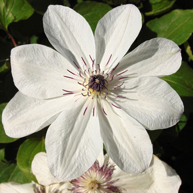 Clematis White Pearl - Grootbloemige bosrank (Flowering)