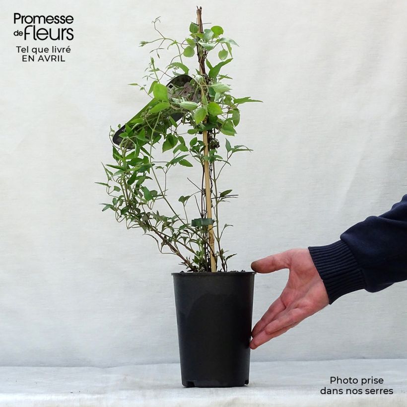 Exemplaar van Clematis White Pearl - Grootbloemige bosrank Pot van 2 l/3 l zoals geleverd in de lente