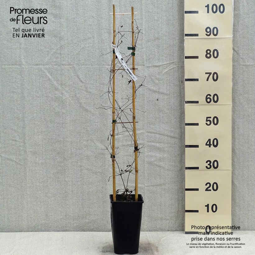 Exemplaar van Clematis patens Will Goodwin - Bosrank Pot van 2 l/3 l zoals geleverd in de winter