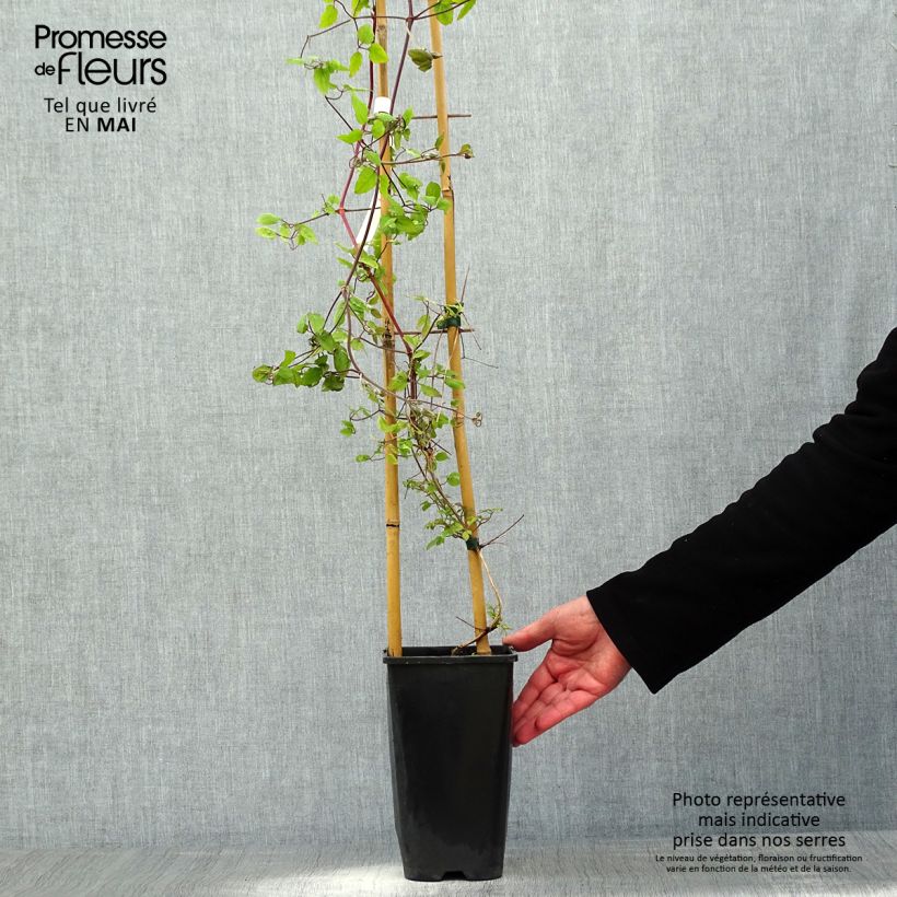 Exemplaar van Clematis patens Will Goodwin - Bosrank Pot van 2 l/3 l zoals geleverd in de lente