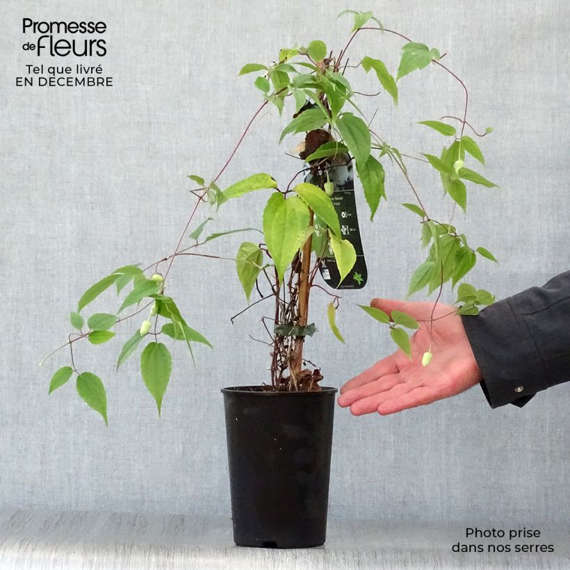 Example of Clematis urophylla Winter Beauty - Groenblijvende bosrank Pot van 2 l/3 l as you get in hiver