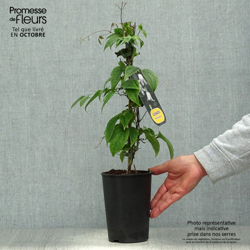Exemplaar van Clematis urophylla Winter Beauty - Groenblijvende bosrank Pot van 2 l/3 l zoals geleverd in de herfst