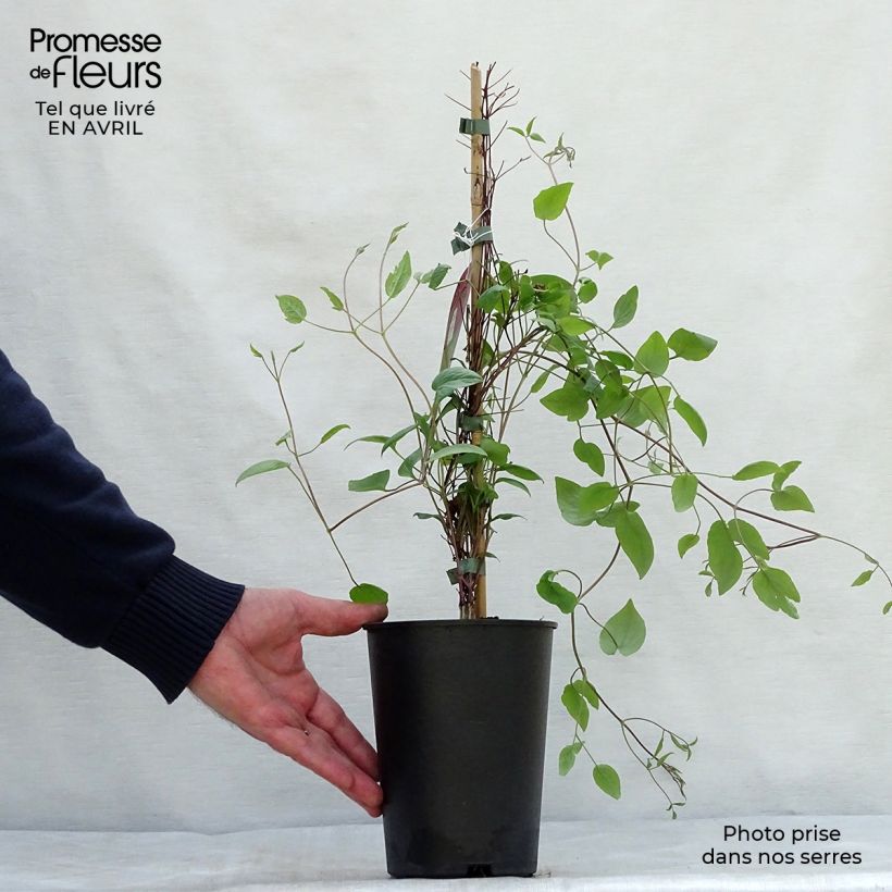 Exemplaar van Clematis Wonderful - Italiaanse clematis Pot van 2 l/3 l zoals geleverd in de lente