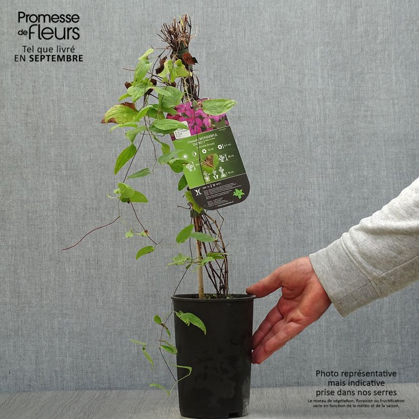 Exemplaar van Clematis Wonderful - Italiaanse clematis Pot van 2 l/3 l zoals geleverd in de herfst