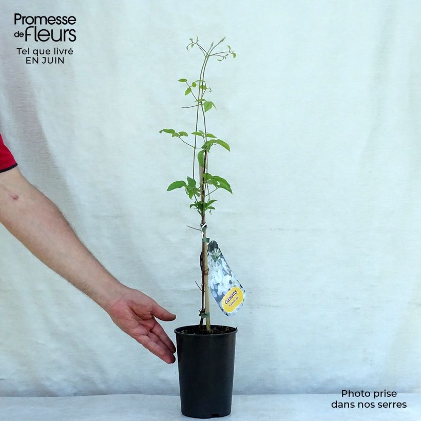 Exemplaar van Clematis patens Yukikomachi - Bosrank Pot van 2 l/3 l zoals geleverd in de zomer