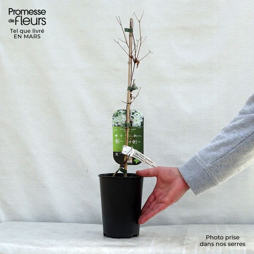 Exemplaar van Clematis patens Yukikomachi - Bosrank Pot van 2 l/3 l zoals geleverd in de lente