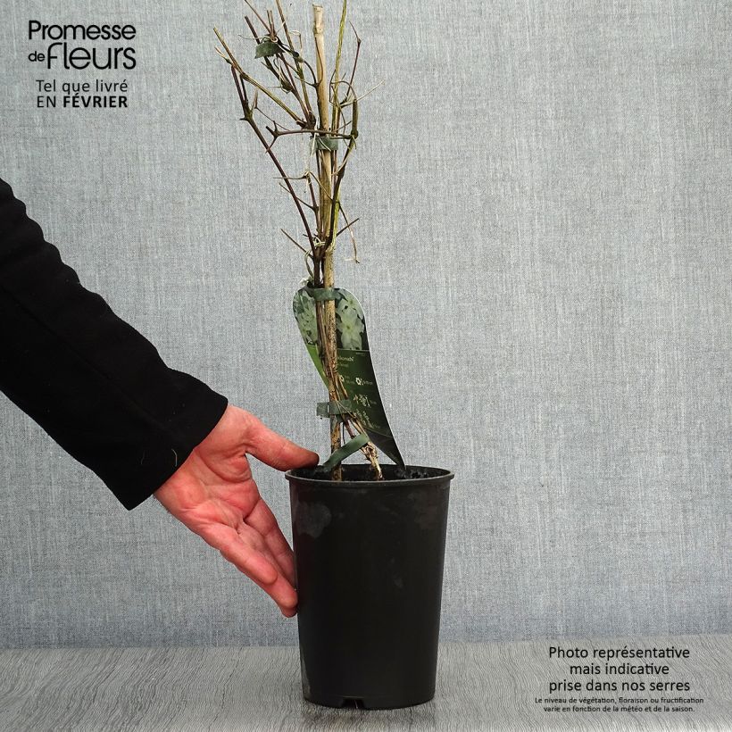 Example of Clématite - Clematis Yukikomachi Pot van 2 l/3 l as you get in hiver