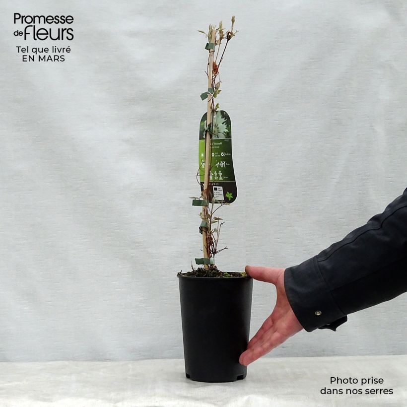 Exemplaar van Clematis patens Yukiokoshi - Bosrank Pot van 2 l/3 l zoals geleverd in de lente