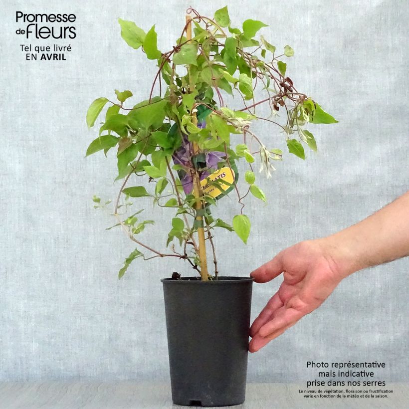 Exemplaar van Clematis patens Yvette Houry - Bosrank Pot van 1,5 l/2 l zoals geleverd in de lente