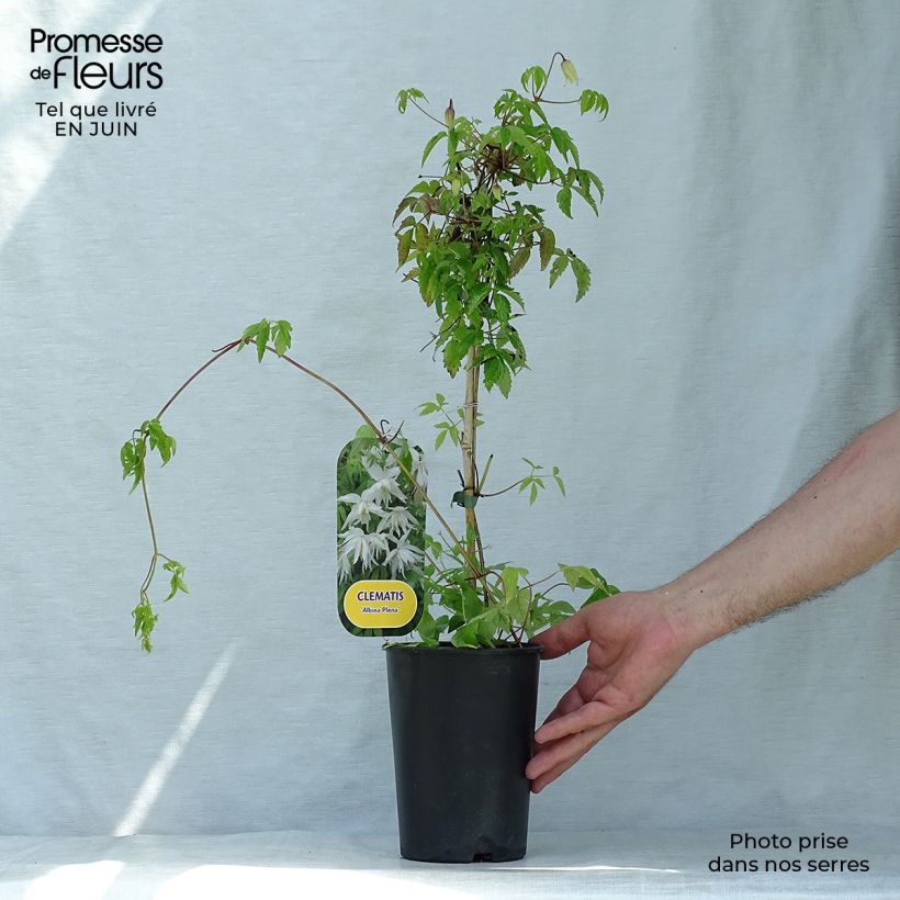 Exemplaar van Clematis alpina Plena - Alpenbosrank Pot van 2 l/3 l zoals geleverd in de zomer